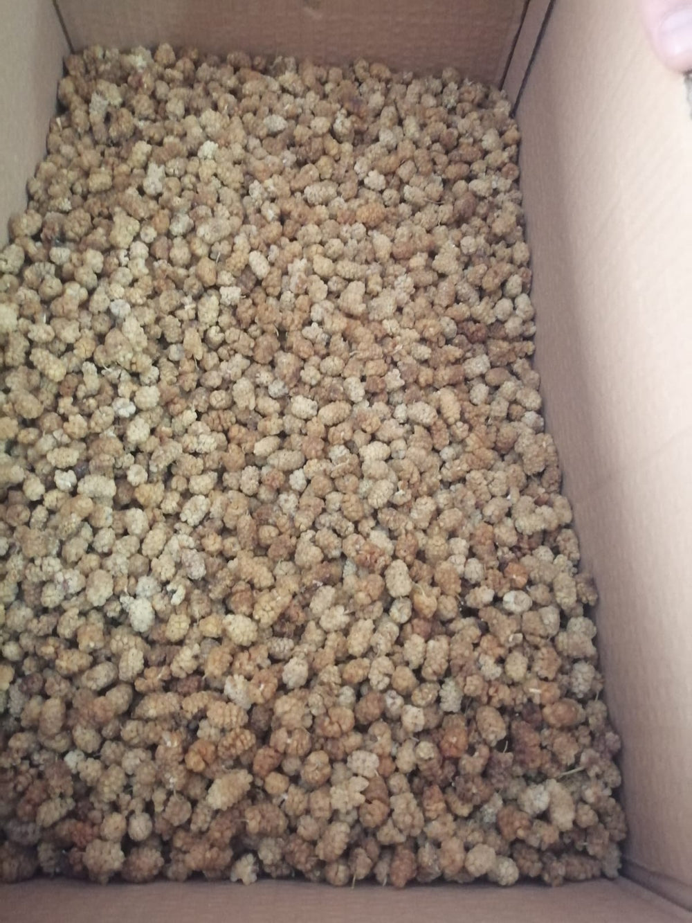 Dut Kurusu (500 GR)