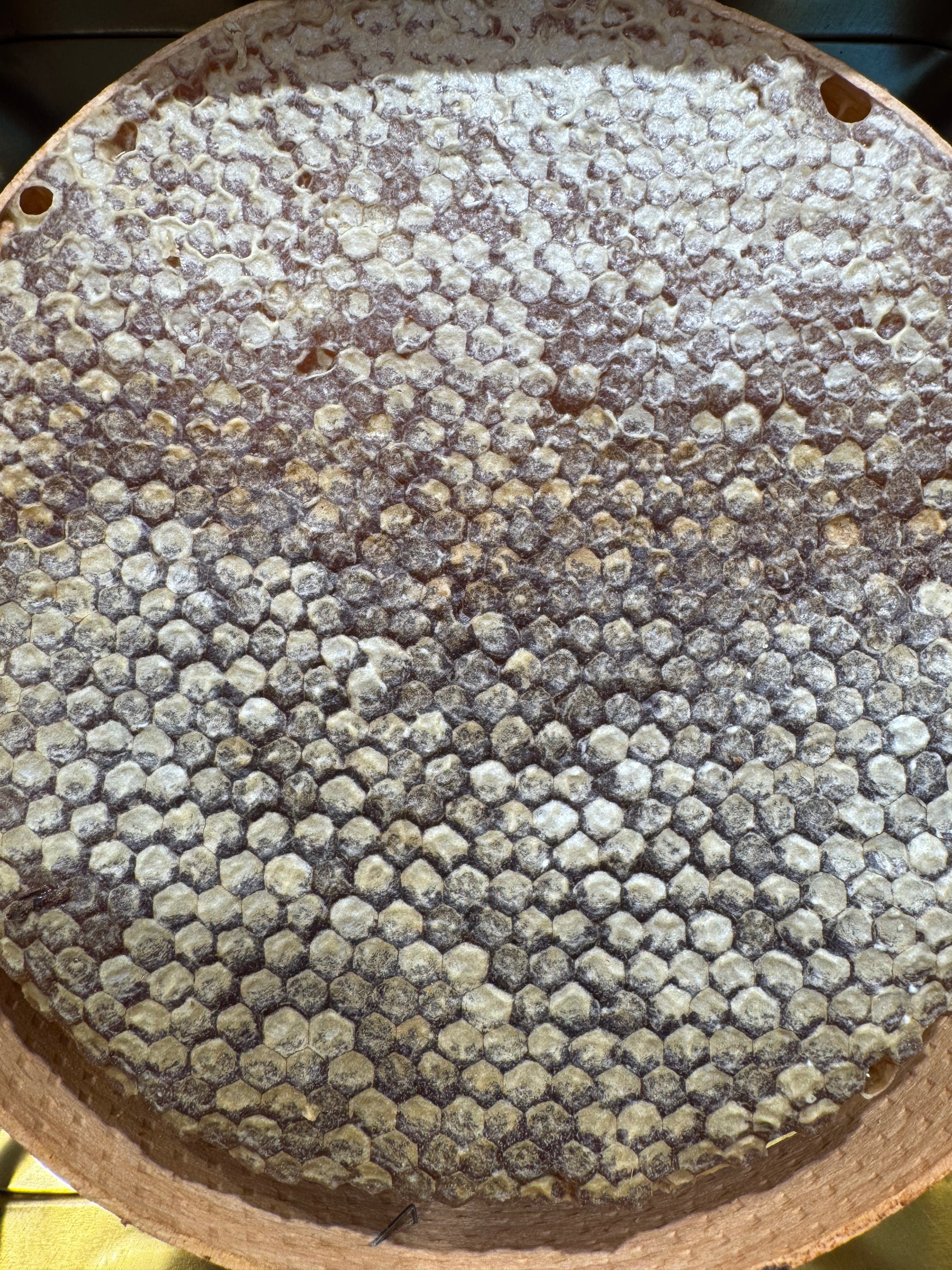 Karakovan Balı - Petek Altın Serisi (1.3 - 1.7 KG Arası)